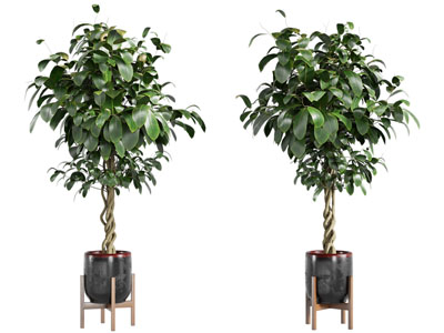 现代花盆盆景盆栽植物3d模型 现代花盆盆景盆栽植物