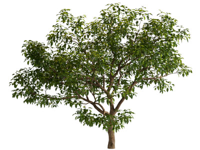 现代景观树木3d模型 现代景观树木