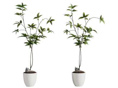 现代花盆盆景盆栽植物3d模型 现代花盆盆景盆栽植物