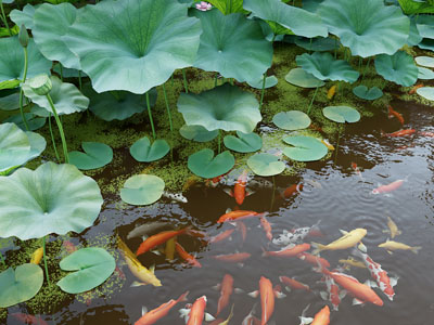 现代锦鲤荷花池塘