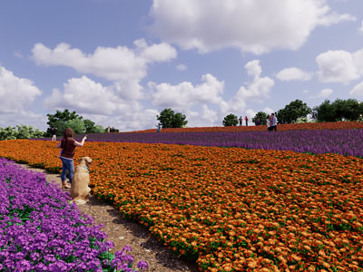 现代公园花展 花卉 花海