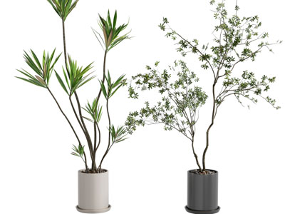 现代盆栽绿植 植物