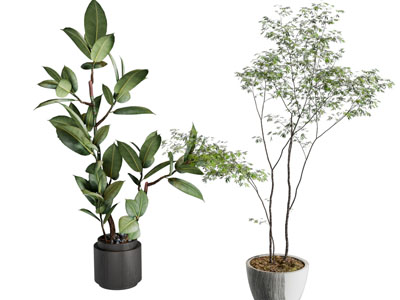 现代绿植盆栽 室内植物