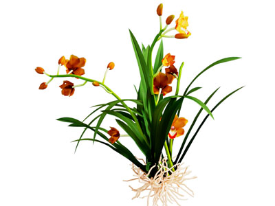 现代水仙花草植物