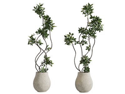植物盆栽 花盆 绿植