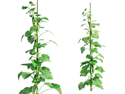 现代藤蔓植物 花草植物