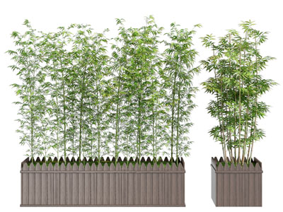 竹子 盆景盆栽