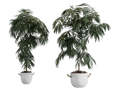 现代植物盆景盆栽