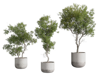 现代植物盆景盆栽