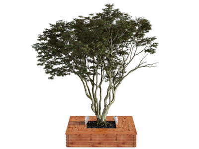 现代植物树 盆景盆栽