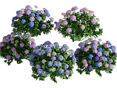 现代绣球花植物
