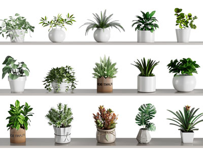 植物盆景盆栽 绿植