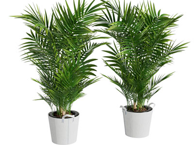 现代棕榈盆栽植物