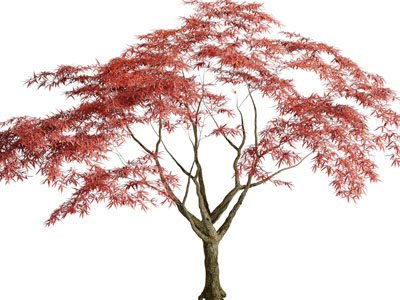 现代枫树