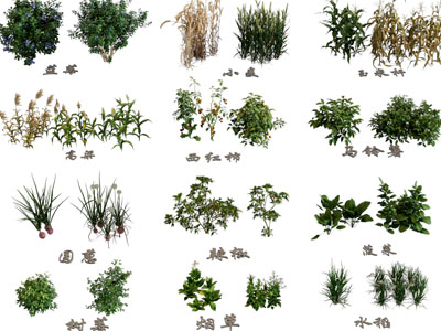 农作物 花草植物