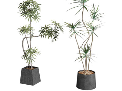 植物盆栽 绿植 千年木