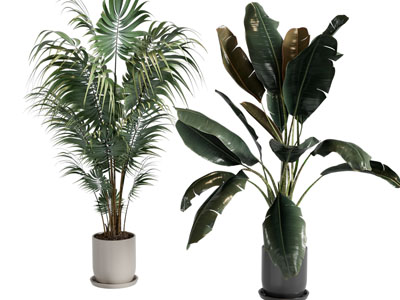 现代植物盆栽