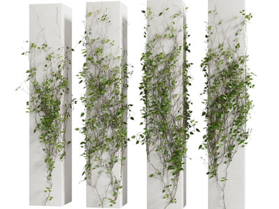 现代常春藤植物