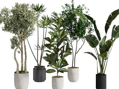 绿植 植物盆景盆栽 花盆 室内植物