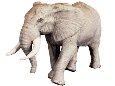 现代大象 爬行动物