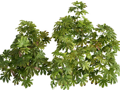 八角金盘 植物