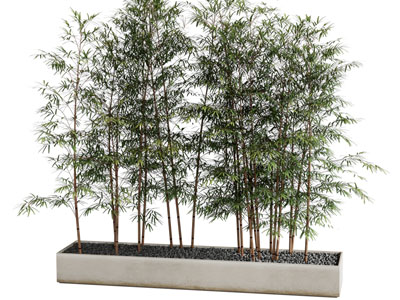 现代竹子 盆景盆栽植物