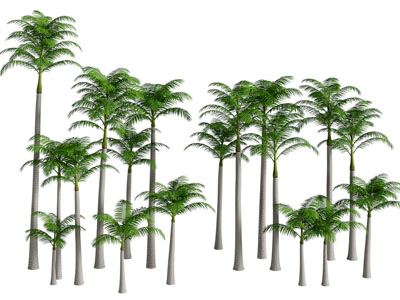 现代棕榈树景观树植物