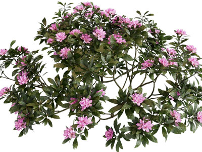 现代杜鹃 花草花卉植物