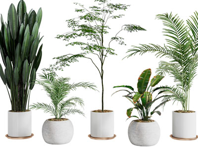 现代绿植盆栽