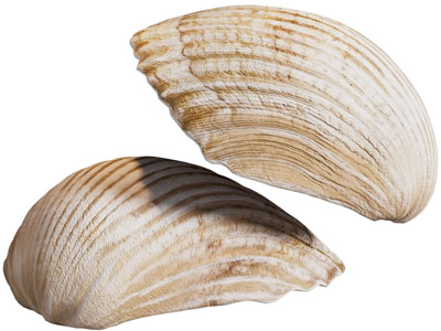 贝壳 装饰品 摆件