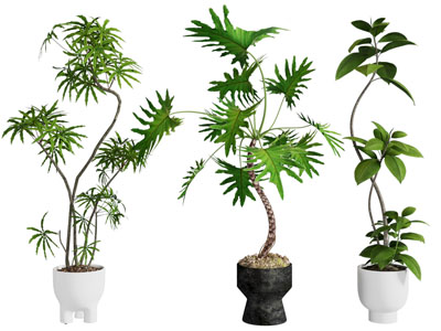 绿植盆栽 植物 盆景