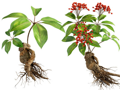 现代人参中药 花草植物