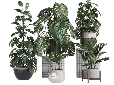 现代盆景盆栽植物组合