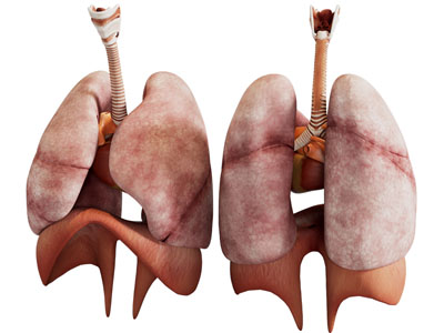 脏器 人体肺部标本 医疗器械
