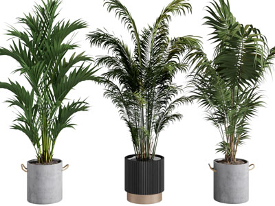 植物盆景盆栽组合