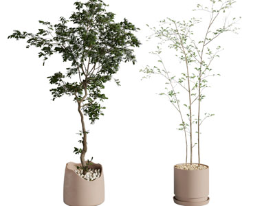 盆景盆栽植物