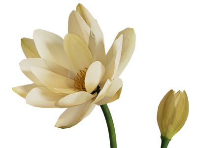 花