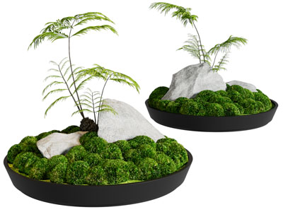 现代植物盆景盆栽