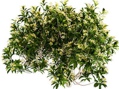 栀子花 花草植物