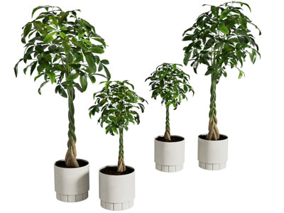 发财树 盆景盆栽植物