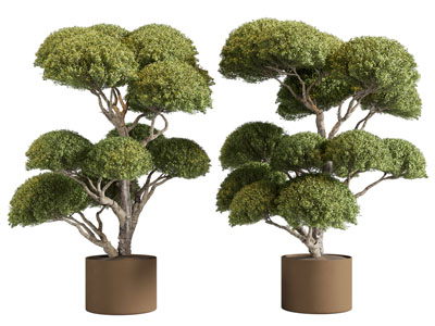 植物盆景盆栽