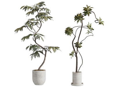 现代花盆盆景盆栽植物