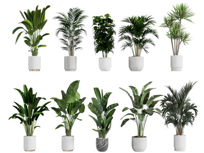 现代绿植盆景盆栽