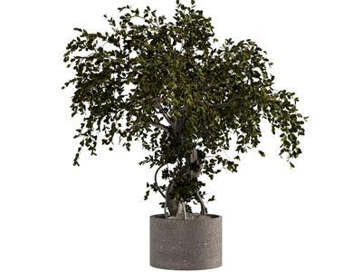 现代植物盆栽