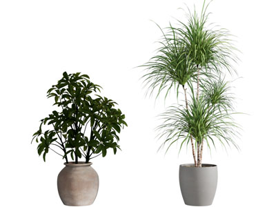 绿植盆栽 盆景