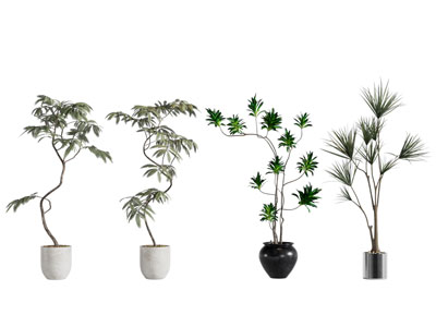 盆景盆栽 绿植植物 蓝花楹 百合竹