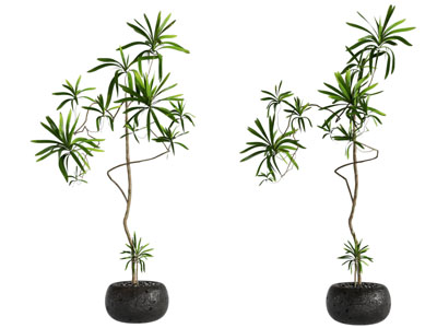 绿植盆景盆栽植物