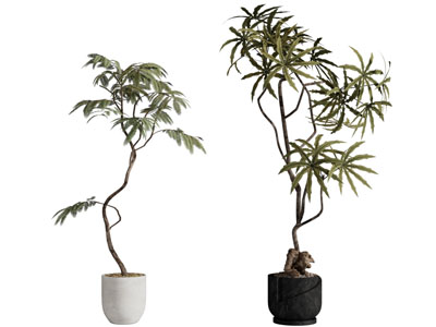 盆景盆栽植物