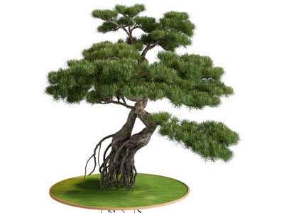 罗汉松盆景盆栽植物