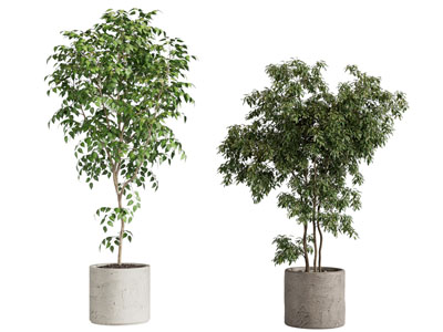 现代花盆盆景盆栽植物